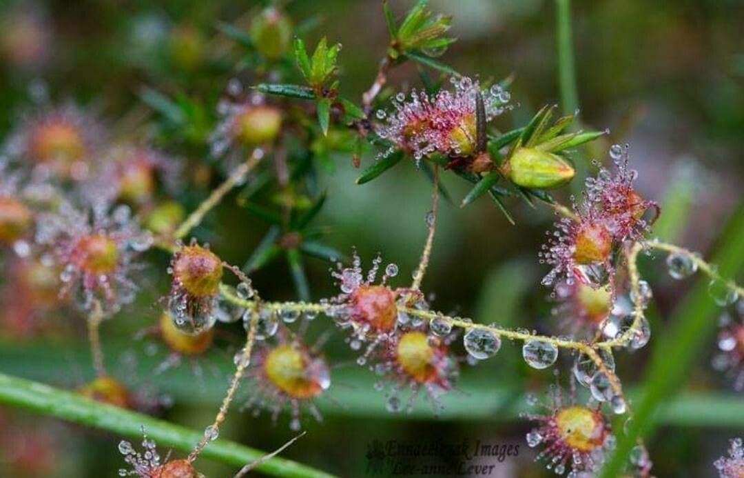 Drosera pallida flower