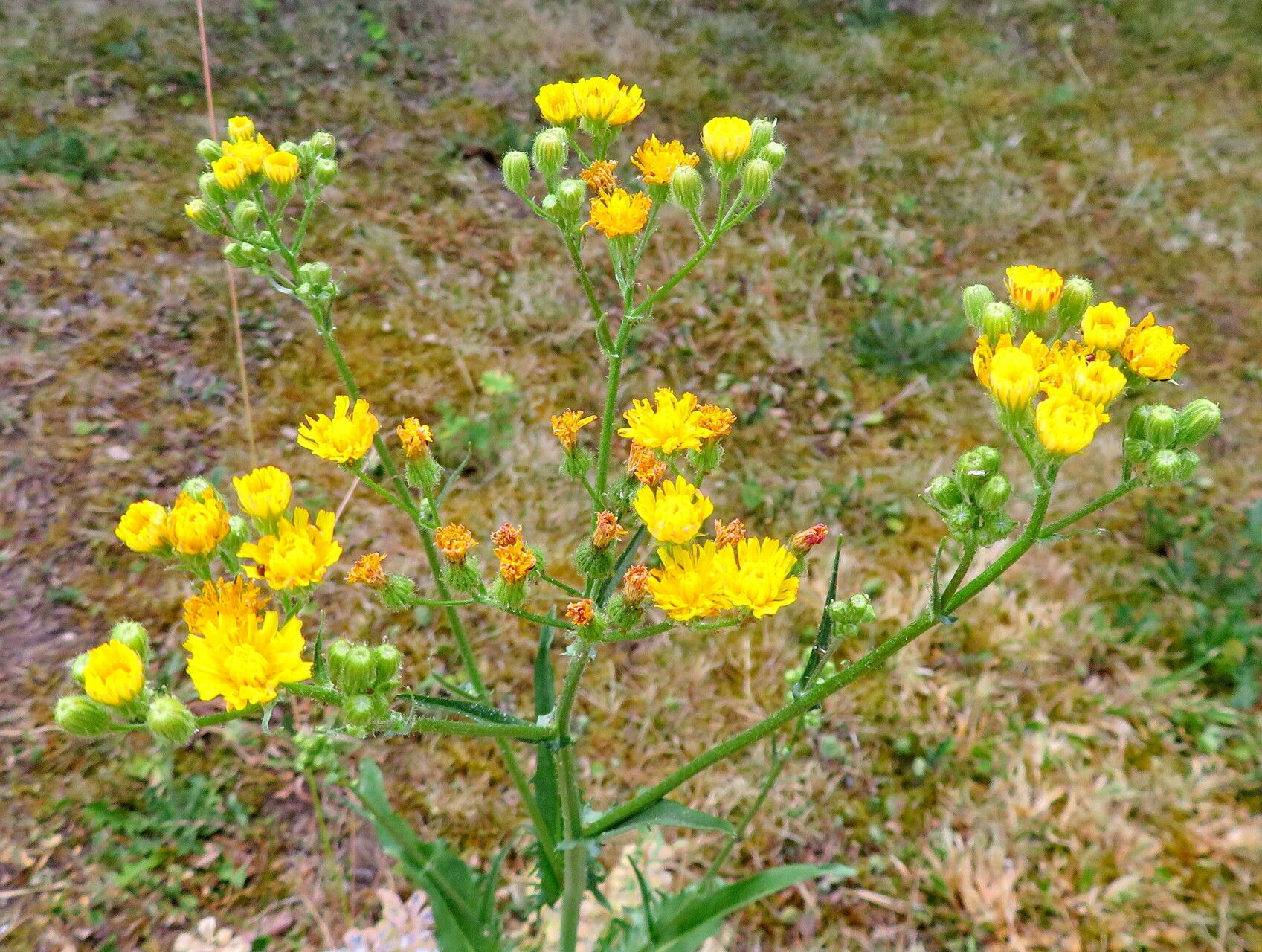 Crepis tectorum flower