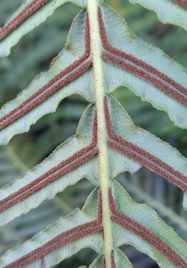 Blechnum occidentale fruit