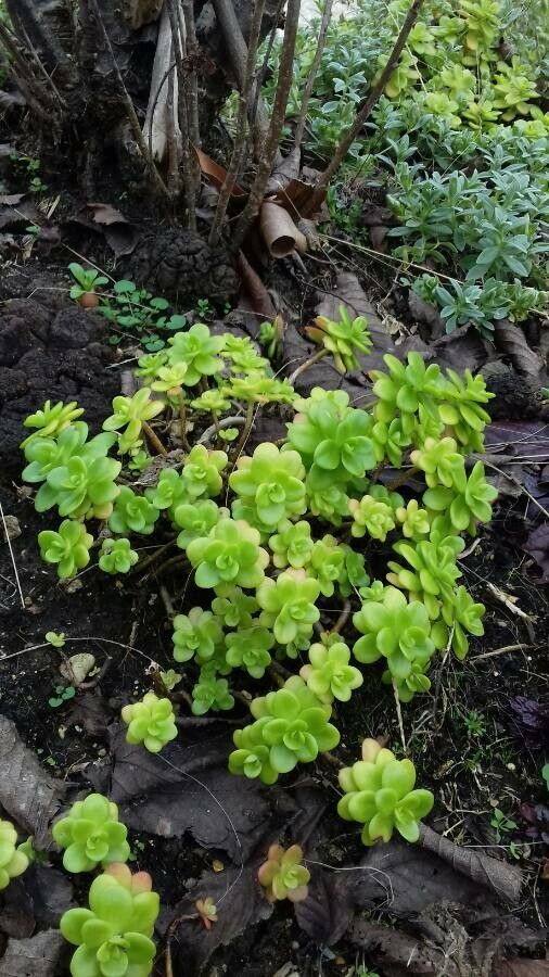 Sedum decumbens habit