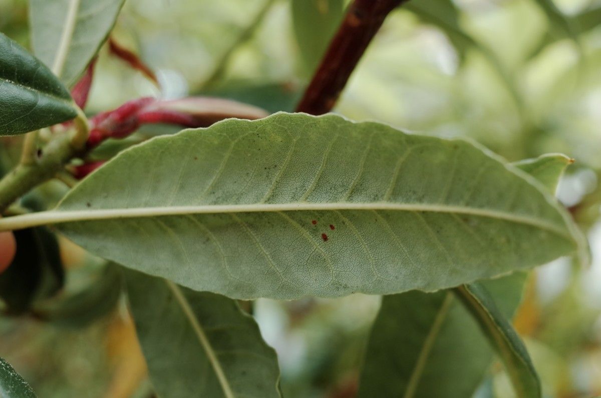 Rhododendron annae leaf