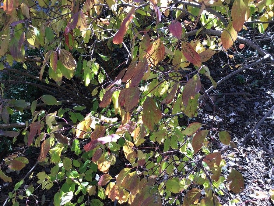 Cornus bretschneideri