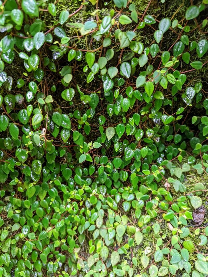 Peperomia fagerlindii habit