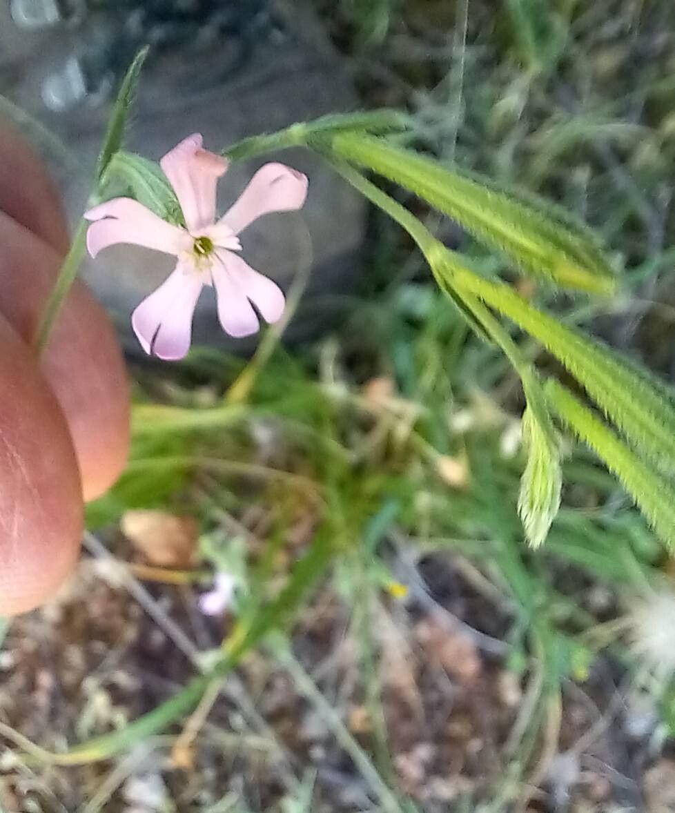 Silene gallinyi flower