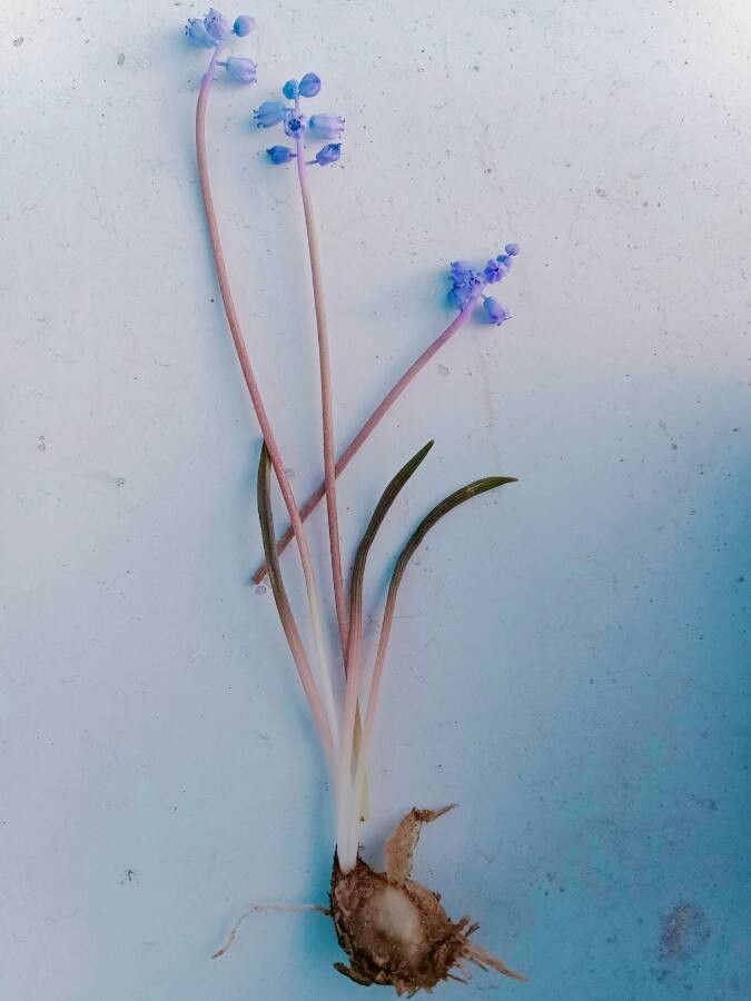 Muscari parviflorum habit