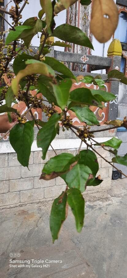 Scurrula parasitica — houseplant care guide