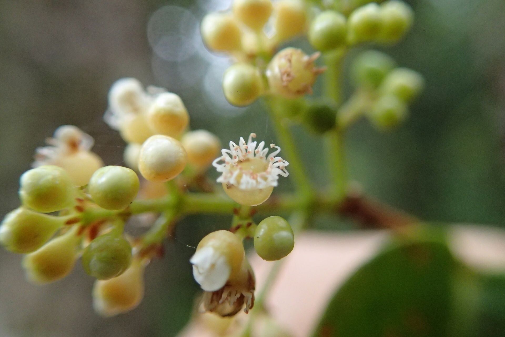 Syzygium capillaceum flower