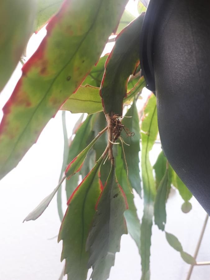 Pseudorhipsalis ramulosa other