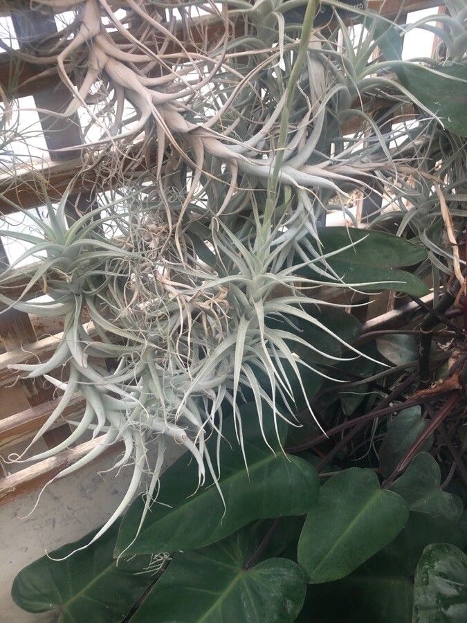 Tillandsia albida — houseplant care guide