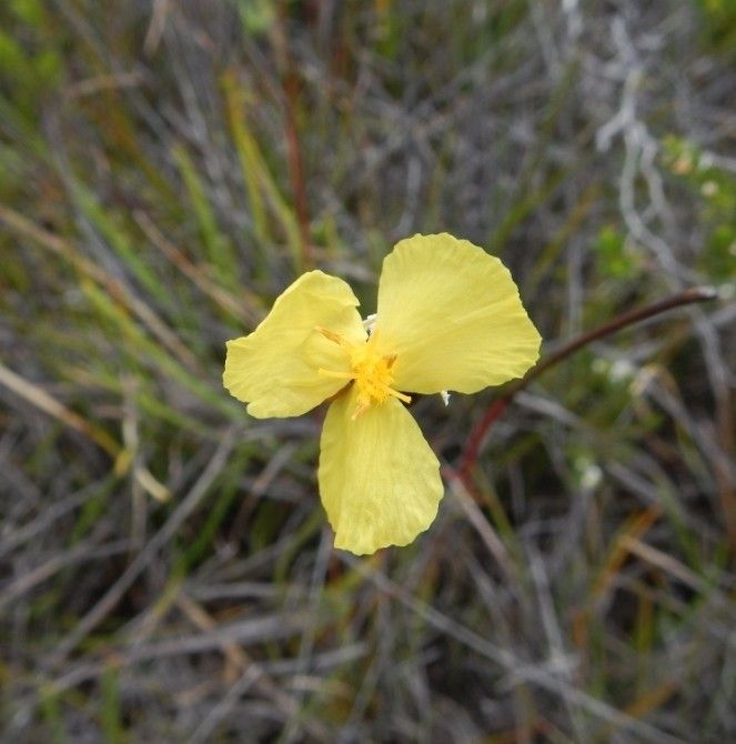 Xyris neocaledonica habit