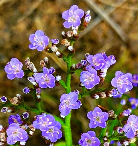 Limonium brasiliense — houseplant care guide