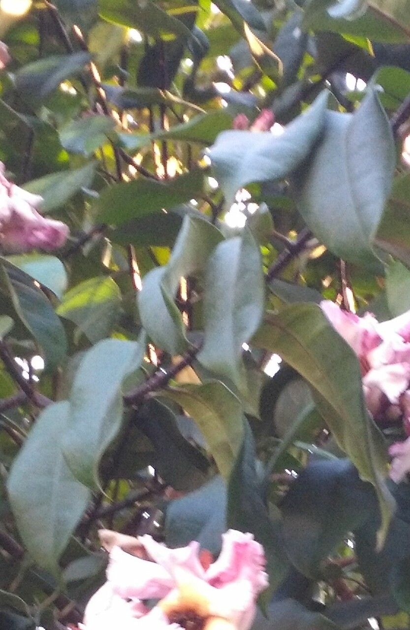 Strophanthus gratus — houseplant care guide