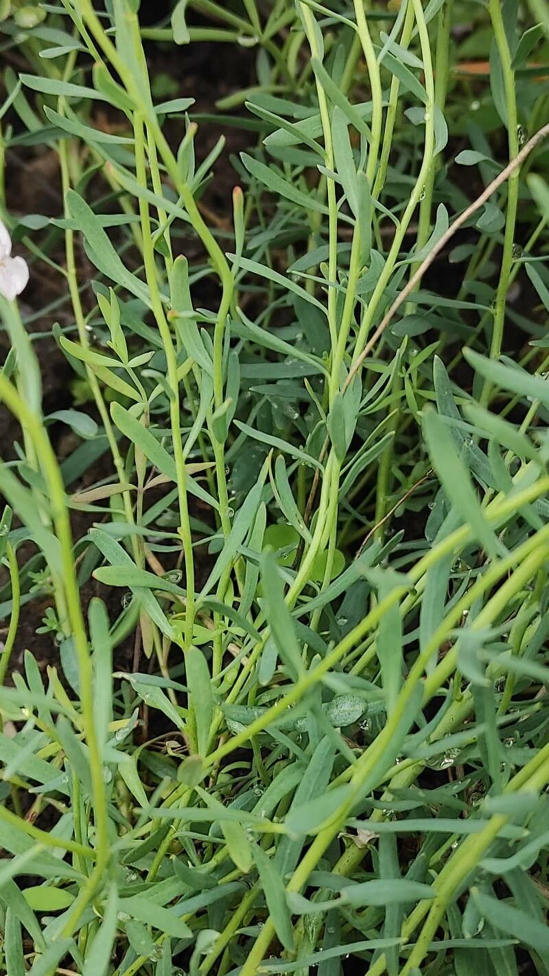 Aethionema speciosum — houseplant care guide