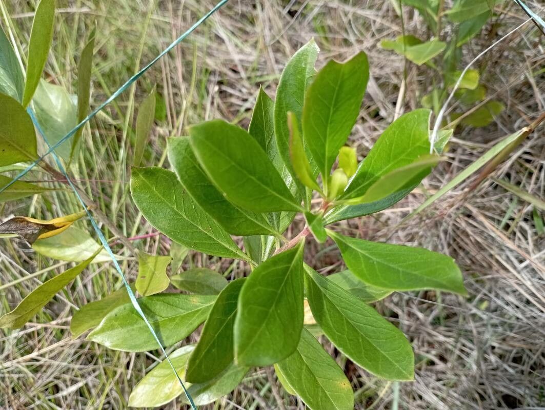 Baccharis macrantha leaf