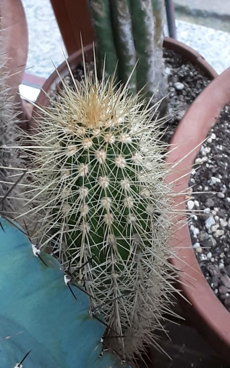 Echinopsis camarguensis — search result for 'Echinopsis'