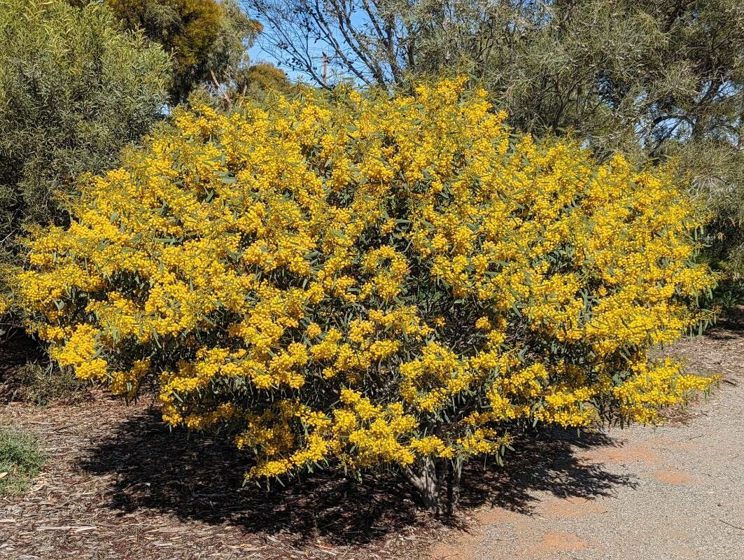 Acacia notabilis habit
