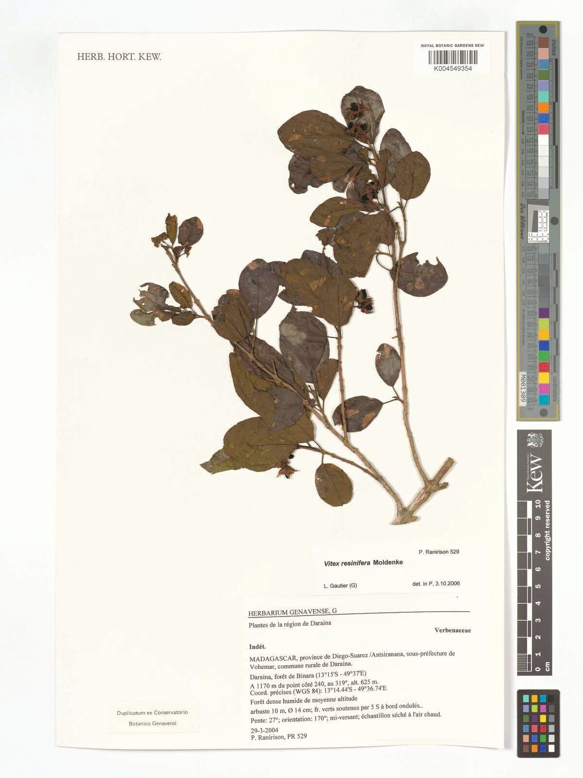 Vitex resinifera — houseplant care guide