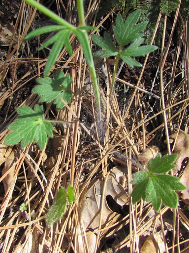 Ranunculus occidentalis leaf