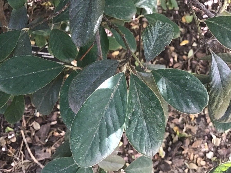 Cotoneaster lacteus leaf