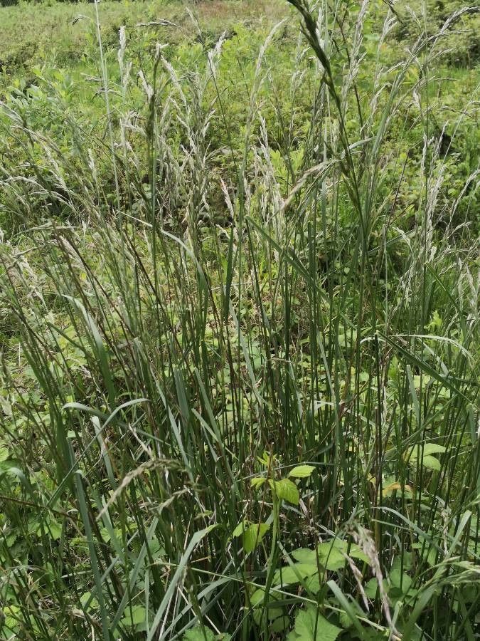 Calamagrostis purpurea habit