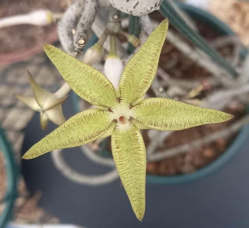 Ceropegia cimiciodora — search result for 'Ceropegia'