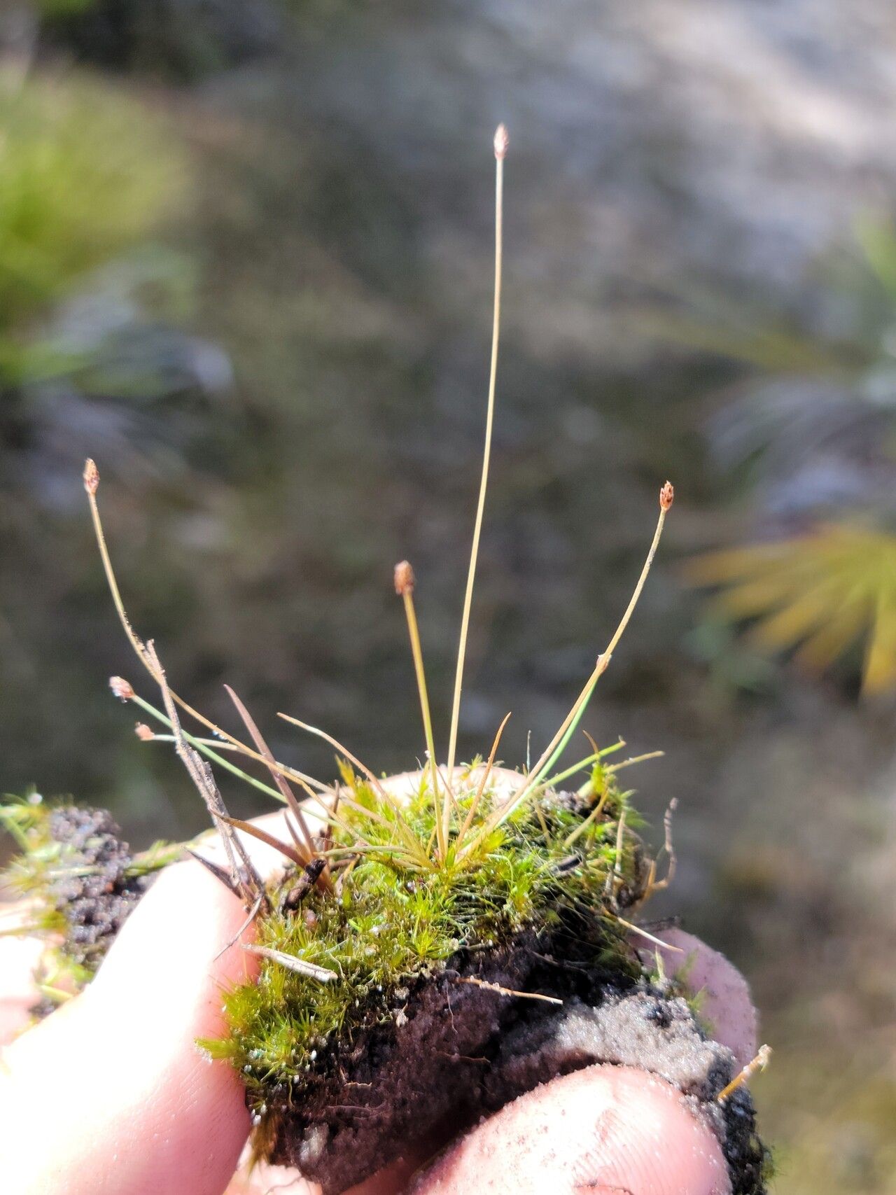 Eleocharis nigrescens habit