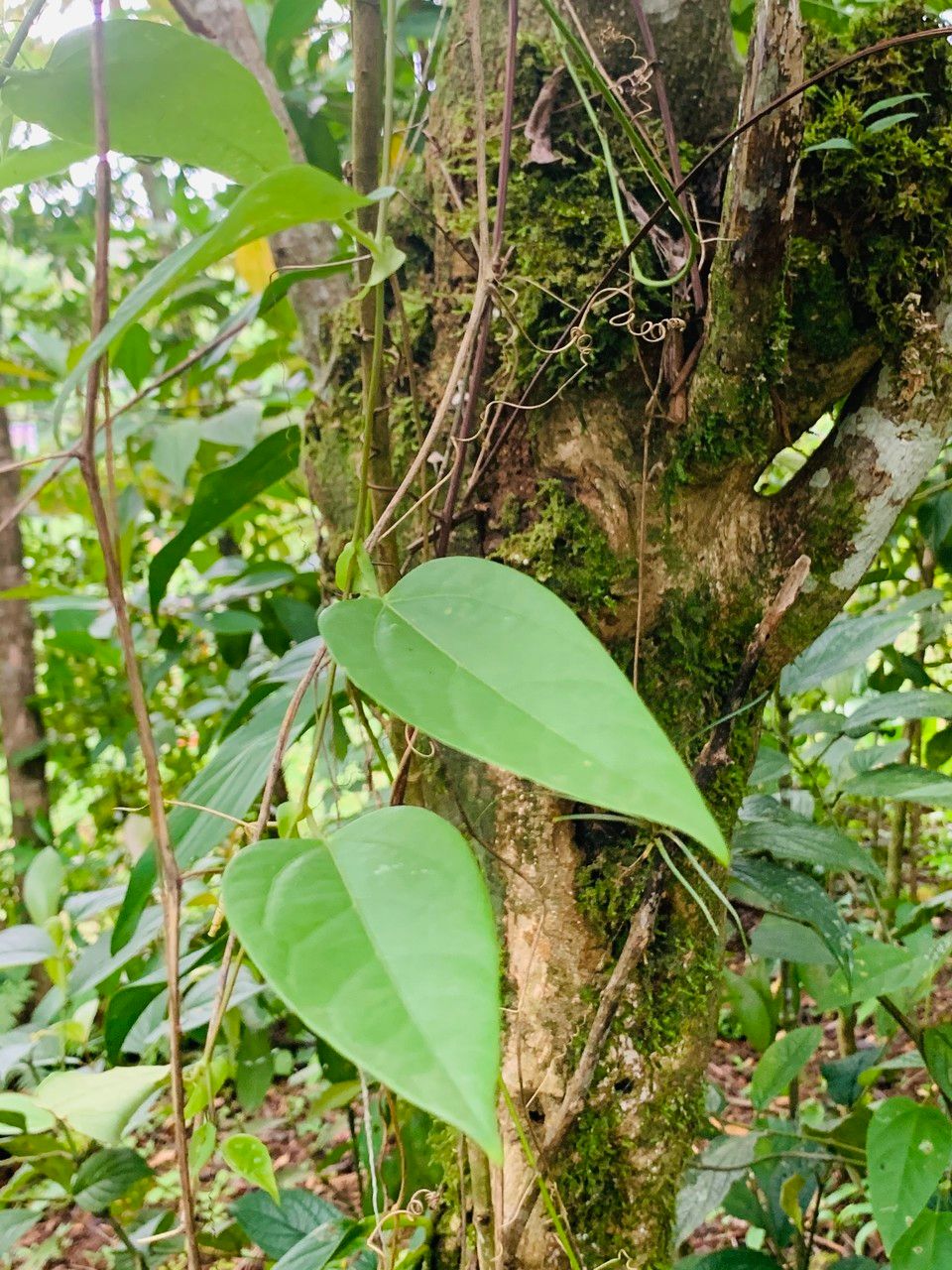 Passiflora oerstedii — houseplant care guide