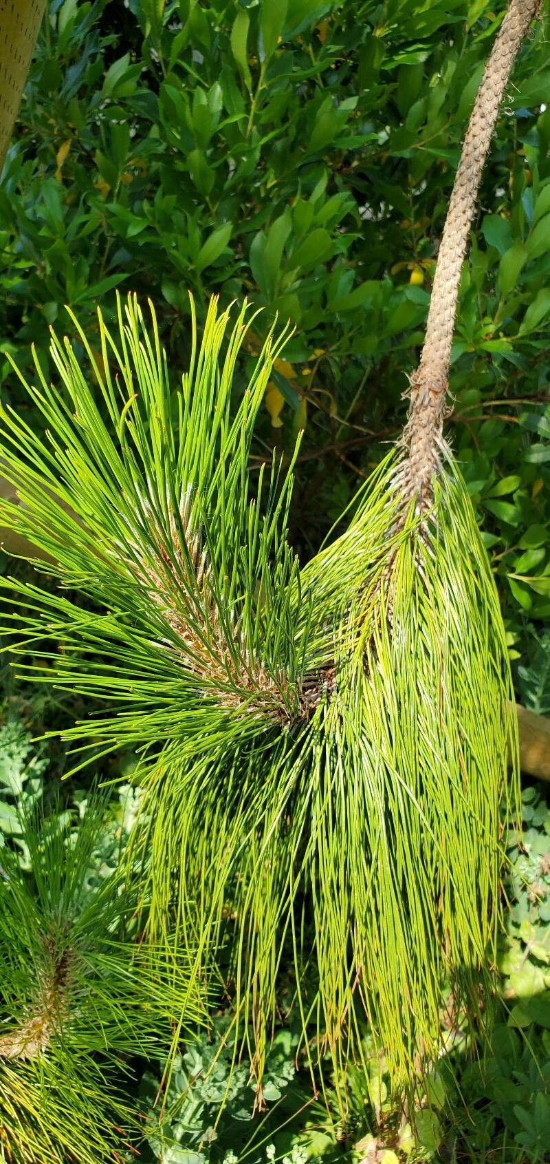 Pinus × holfordiana leaf