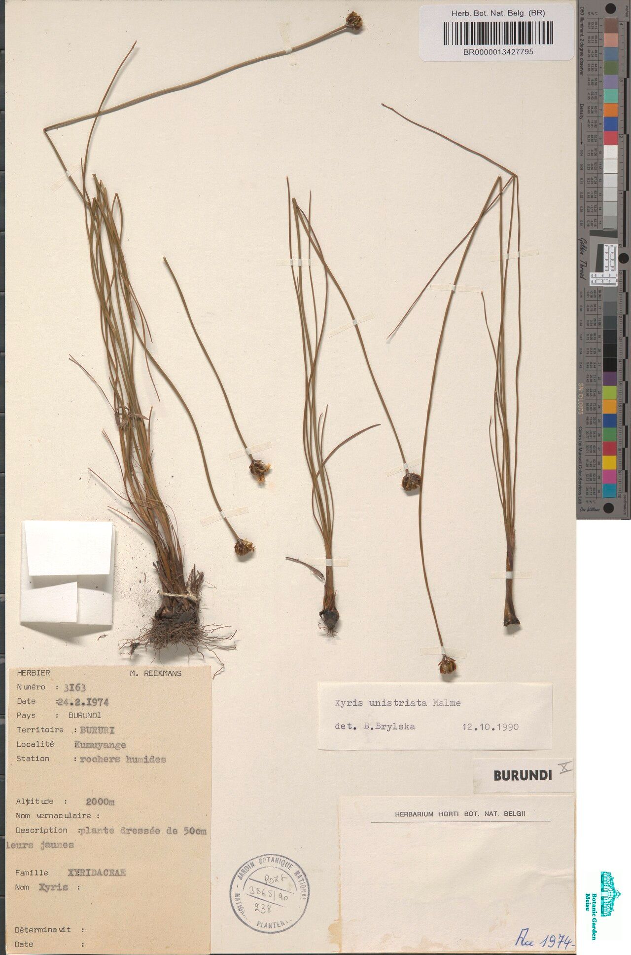 Xyris unistriata — houseplant care guide