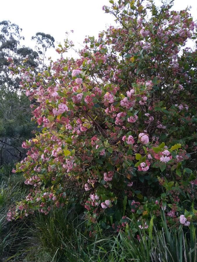 Rogiera amoena other