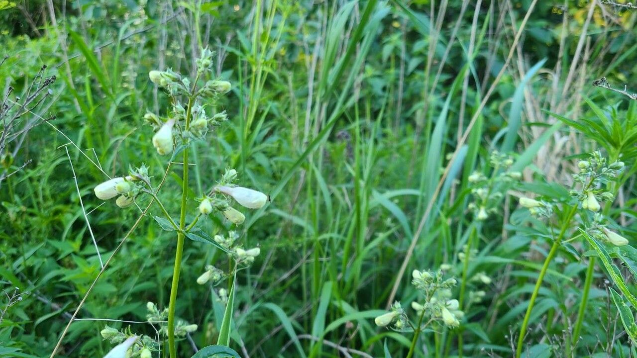 Penstemon tenuiflorus — search result for 'Penstemon'