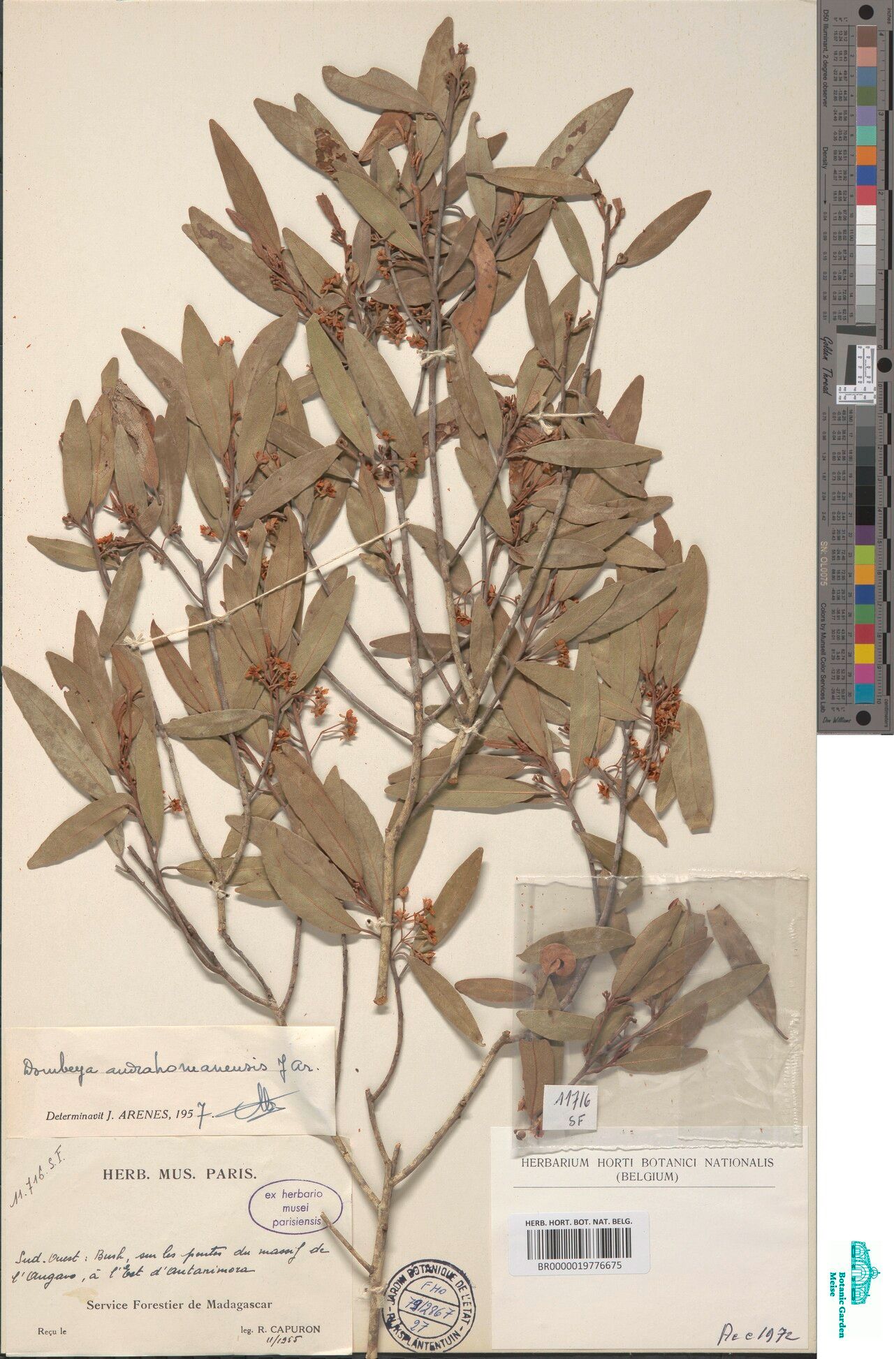 Dombeya andrahomanensis — houseplant care guide