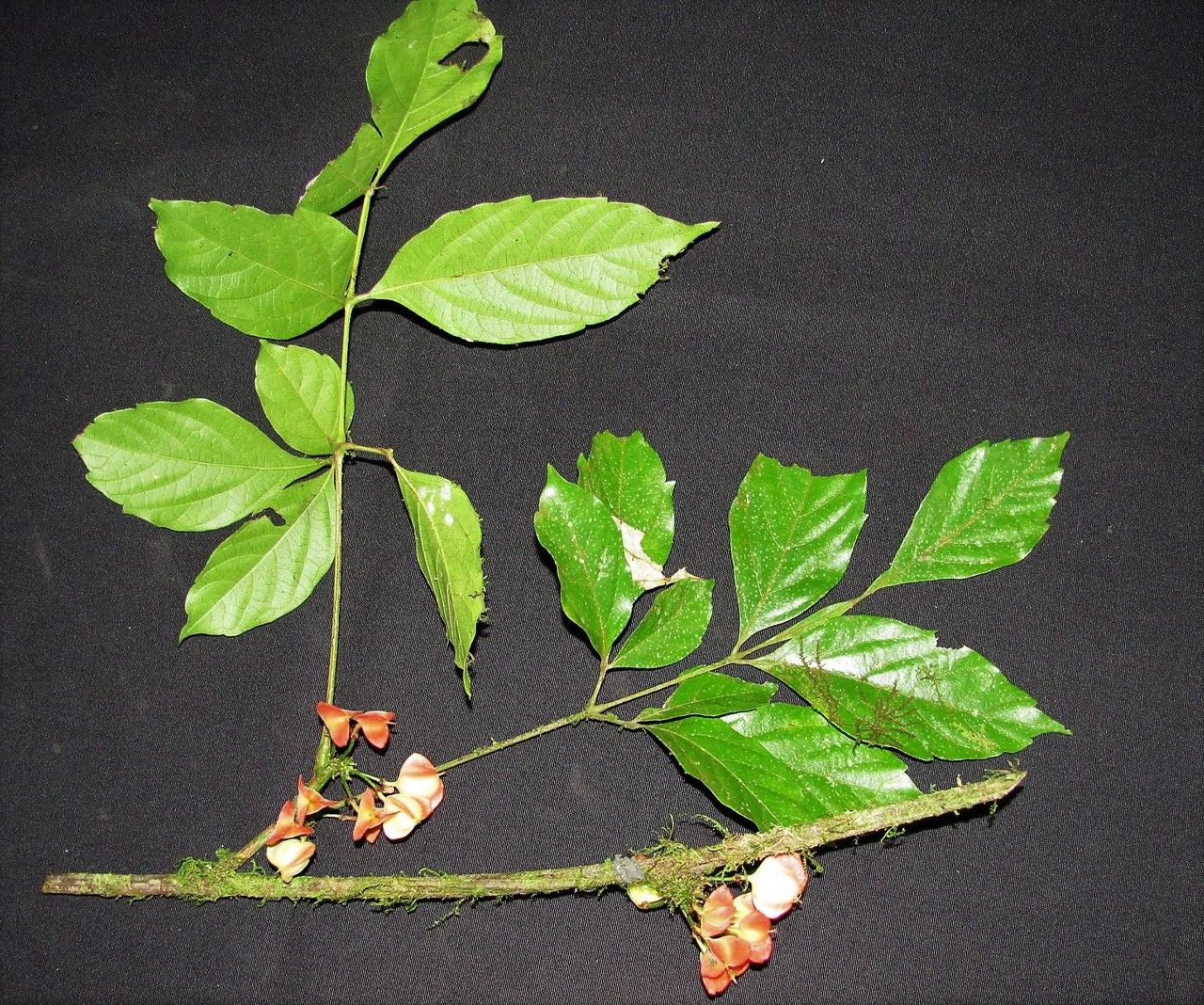 Paullinia tetragona other