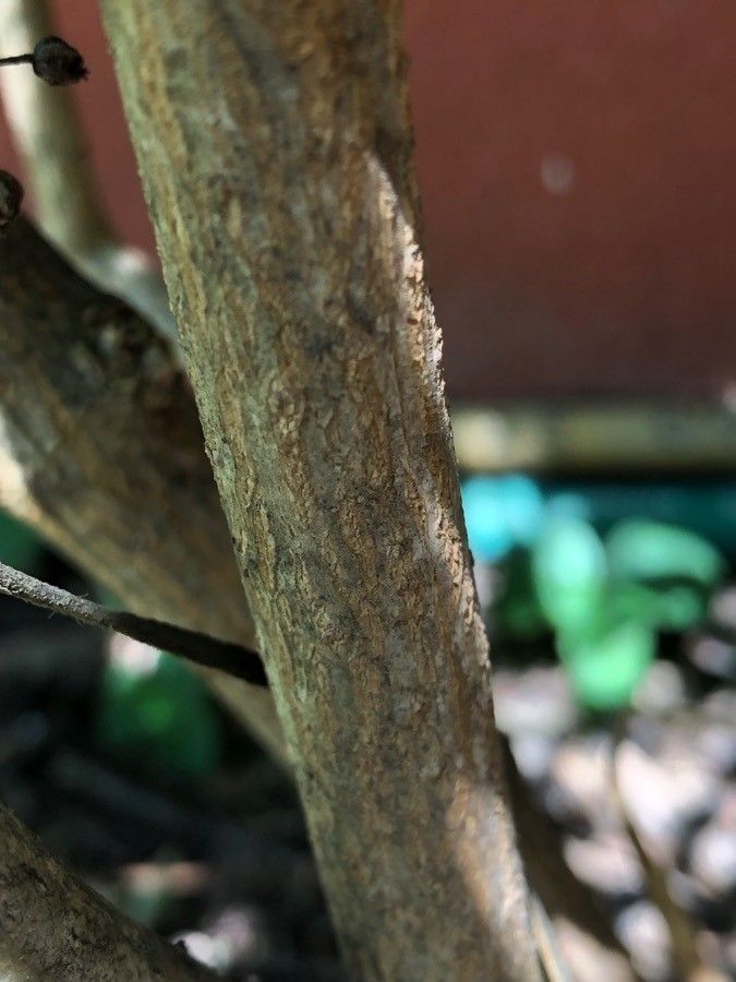 Sambucus australis bark