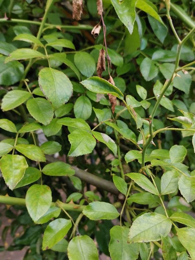 Rosa longicuspis leaf
