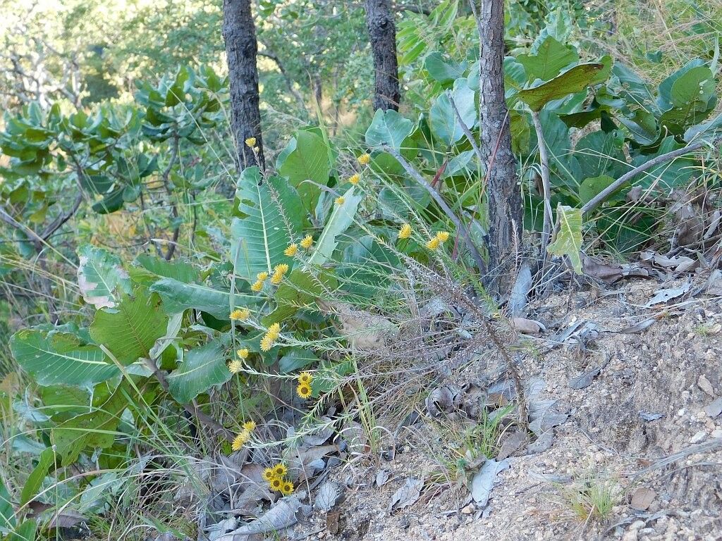 Helichrysum kirkii habit