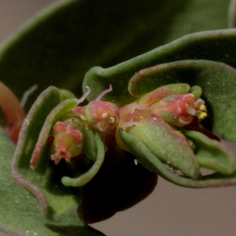 Euphorbia glyptosperma flower