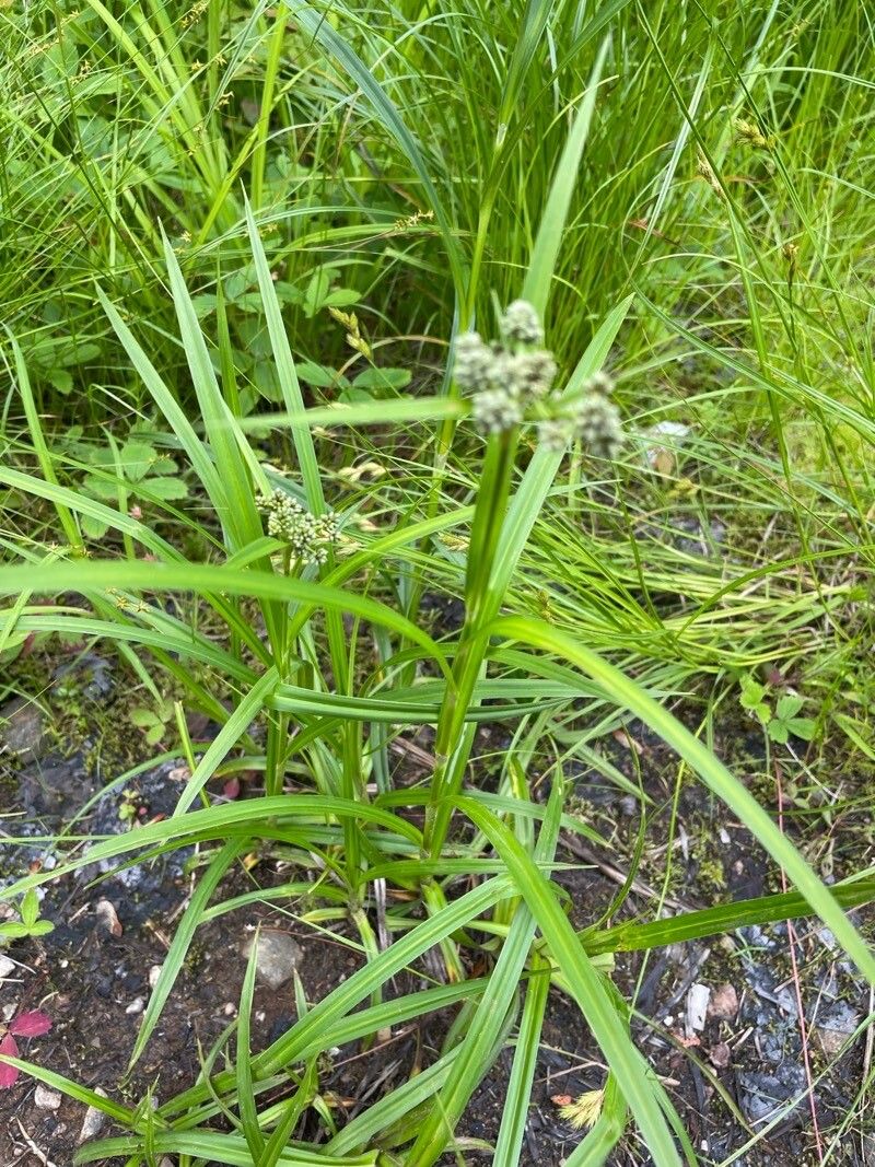 Scirpus microcarpus — houseplant care guide