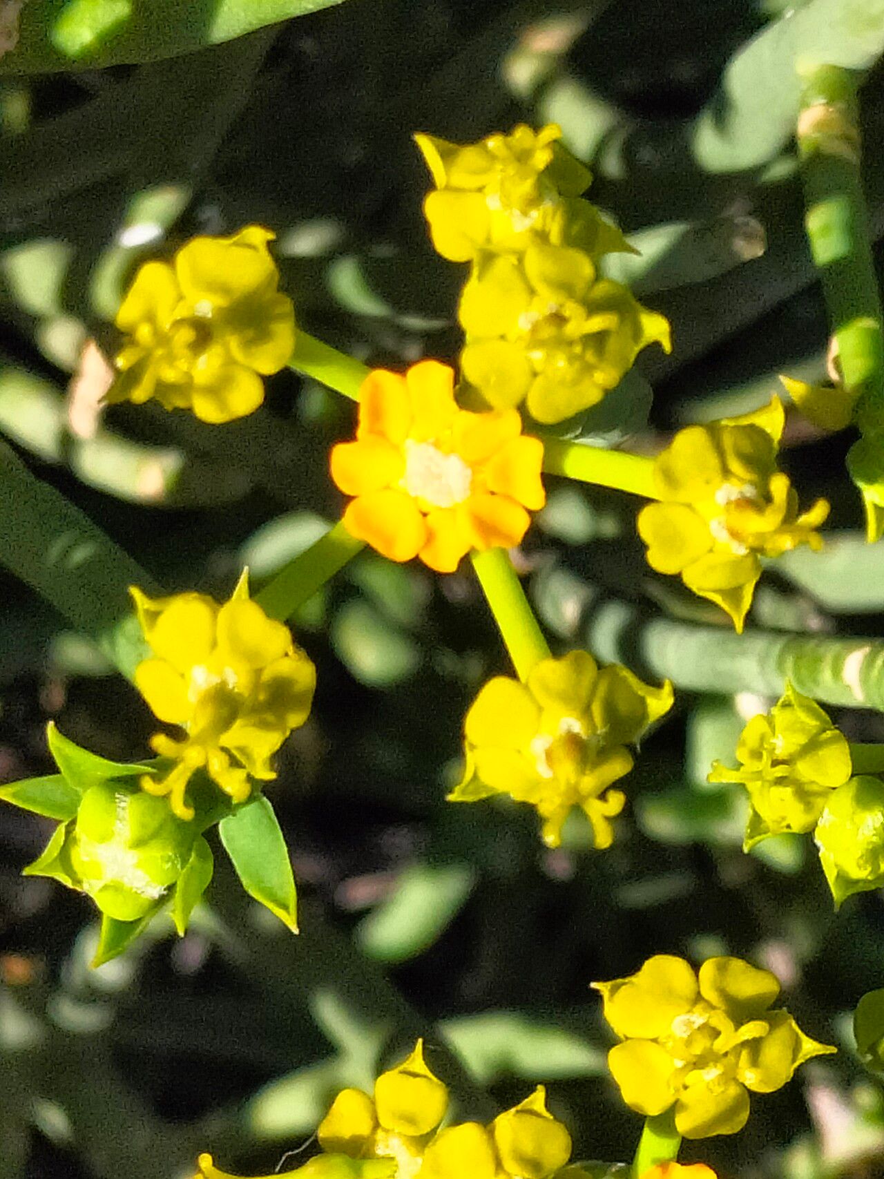 Euphorbia mauritanica flower