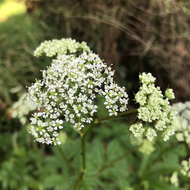 Chaerophyllum aromaticum flower