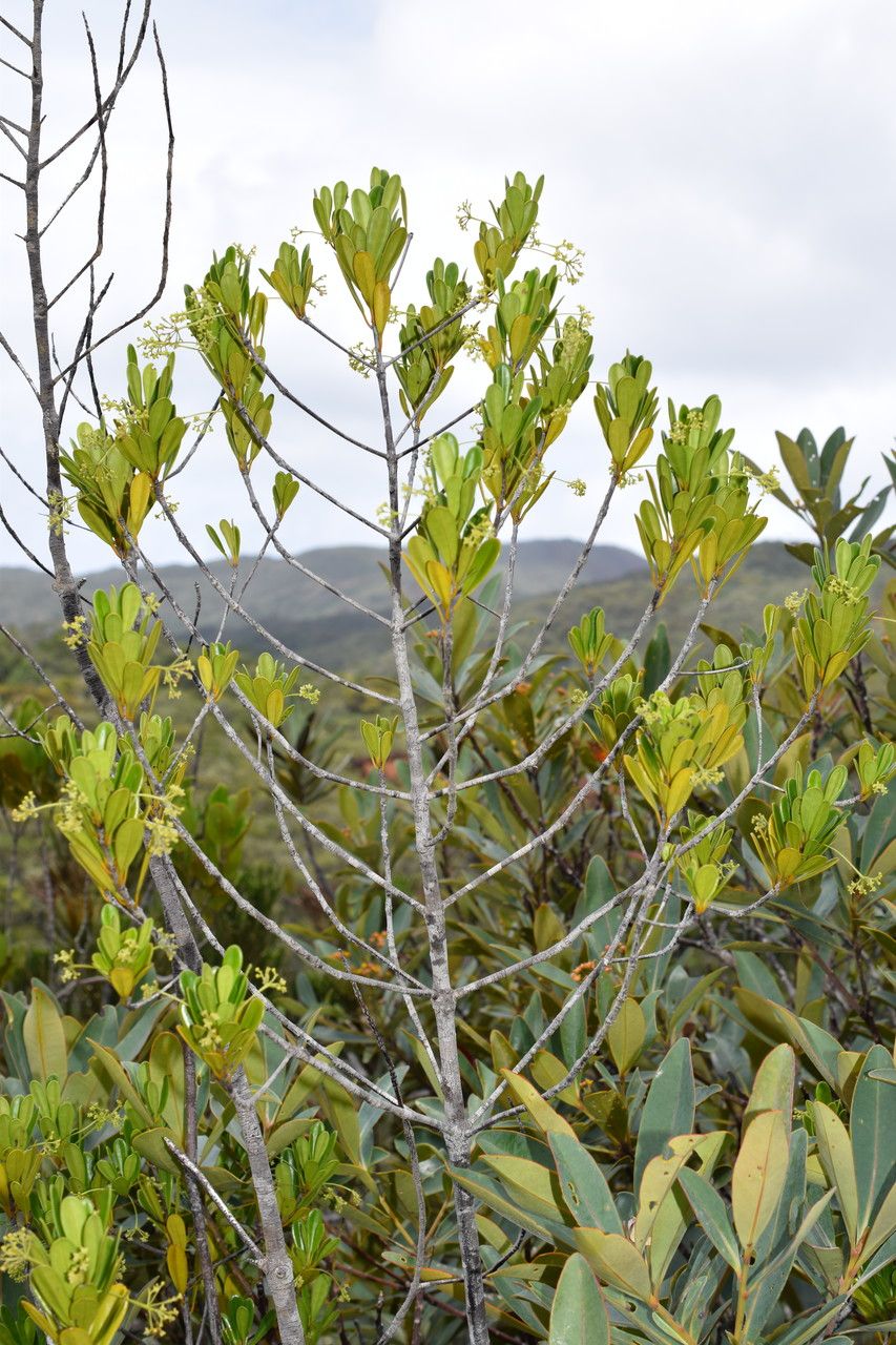 Elaeodendron bupleuroides habit
