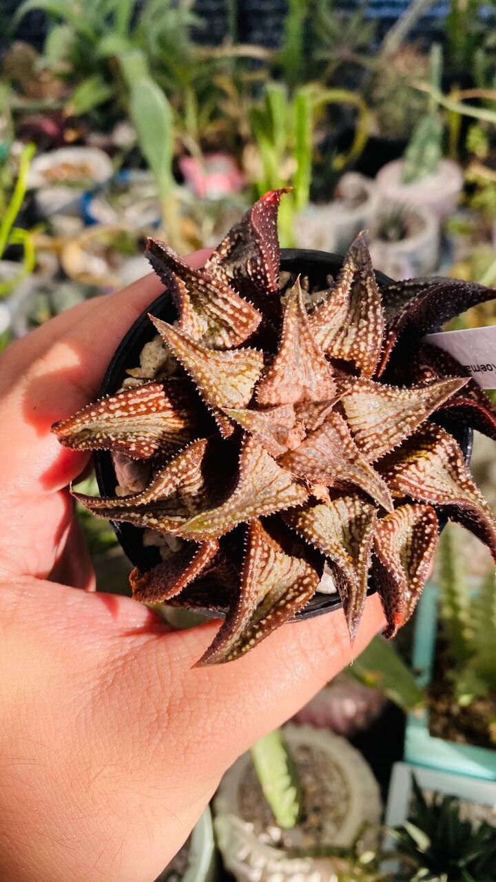 Haworthiopsis koelmaniorum — search result for 'Haworthiopsis'