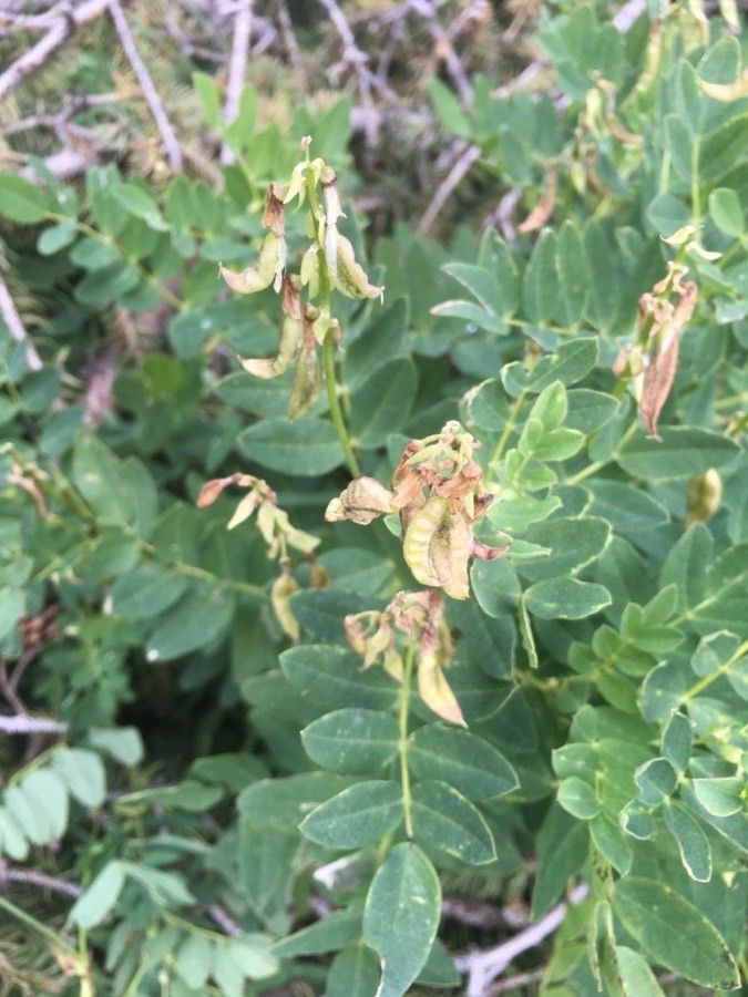 Astragalus frigidus fruit