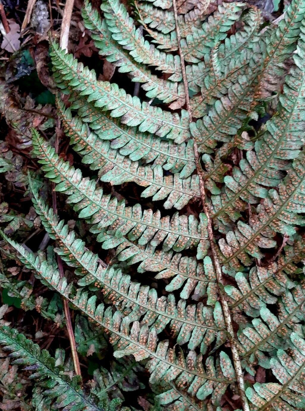 Dryopteris affinis flower