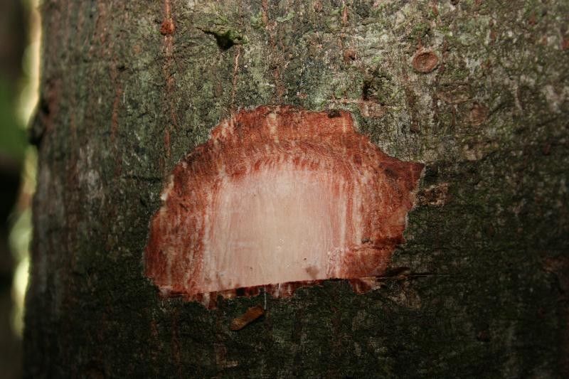 Carapa procera other