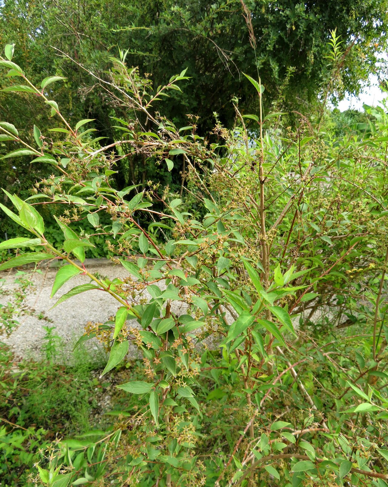 Deutzia schneideriana habit