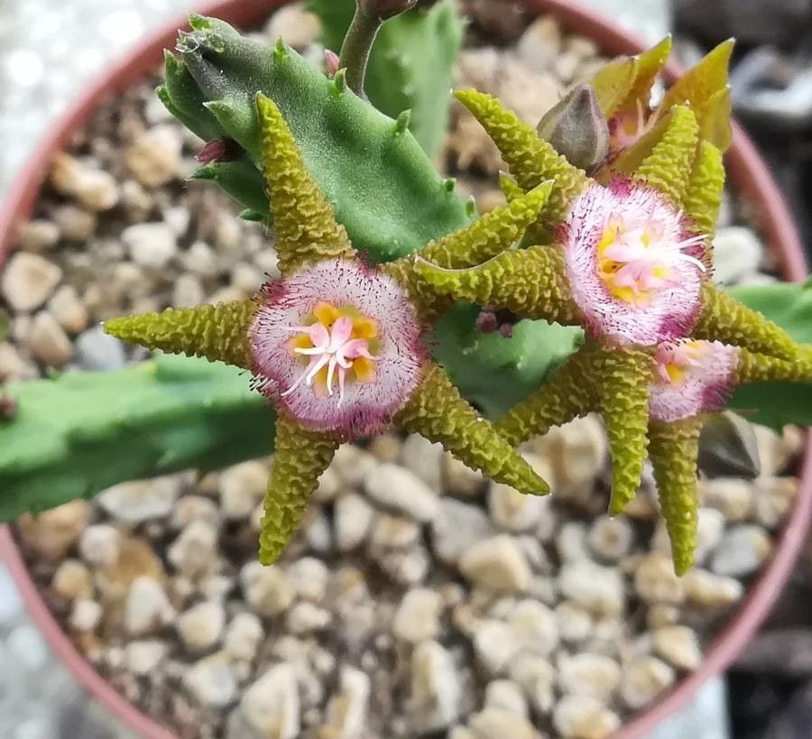 Stapelia flavopurpurea flower
