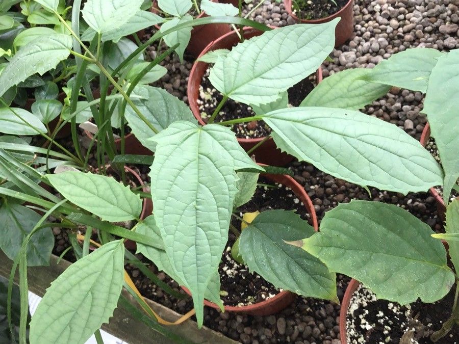 Oroxylum indicum — search result for 'Bignoniaceae'