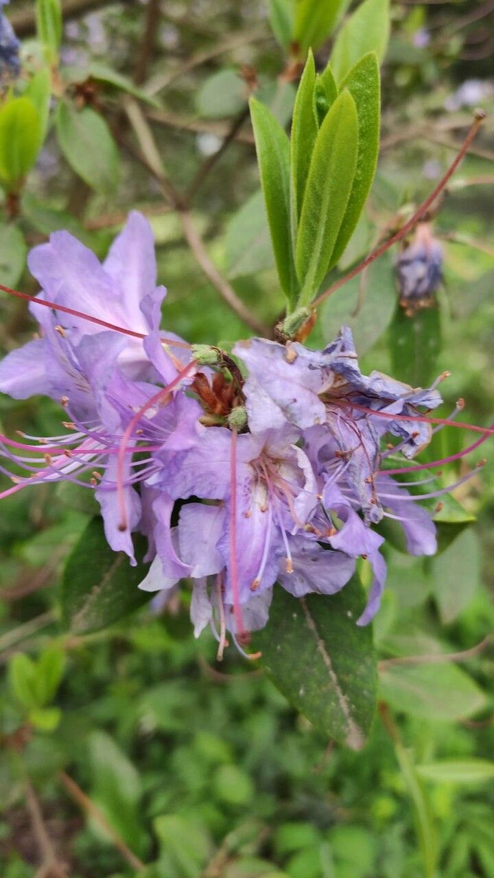 Rhododendron augustinii flower