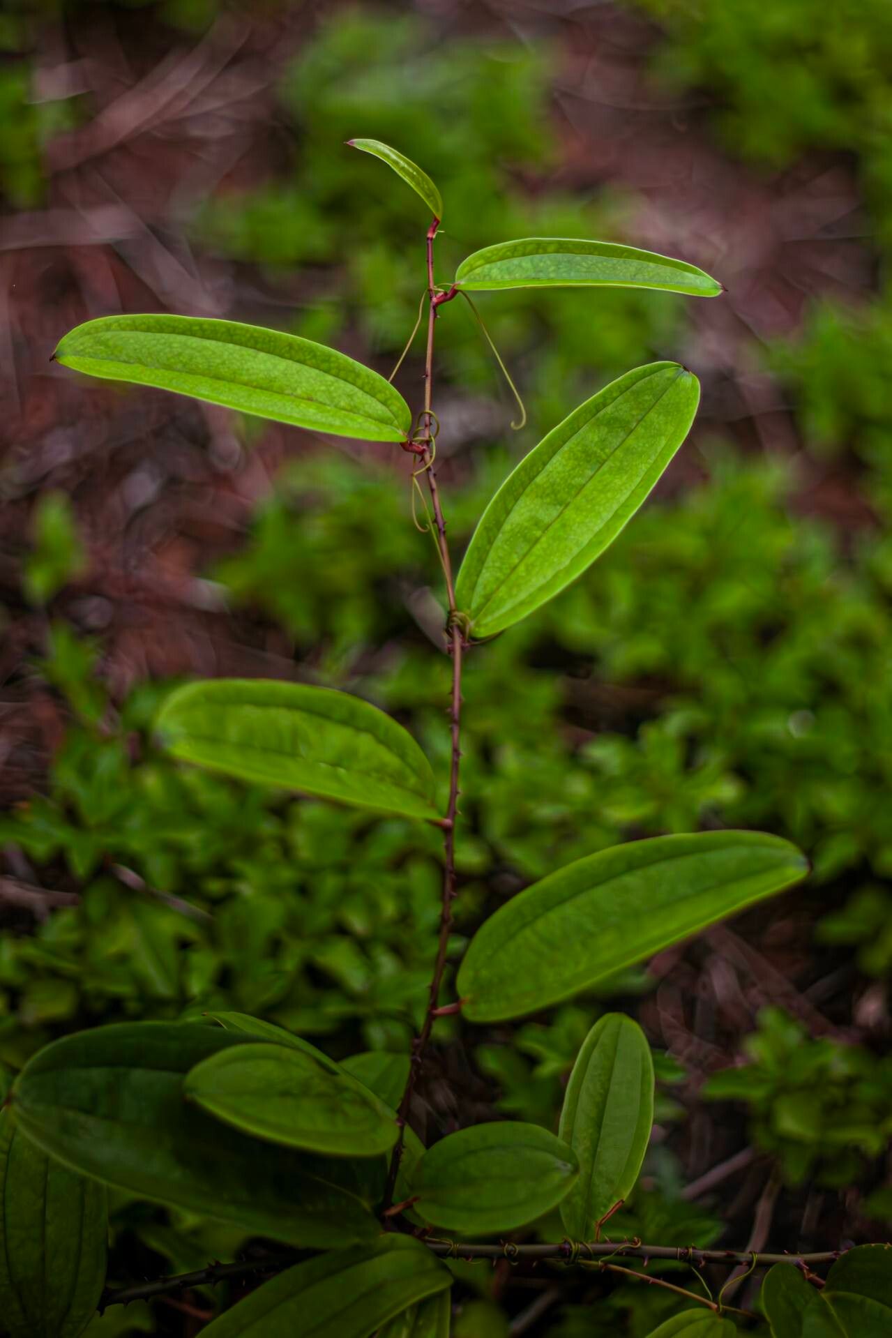 Smilax glabra — search result for 'Smilax'